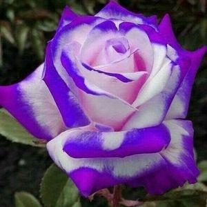 Meet your Posher, Cecilia n rene